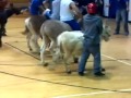 Zachary spencer donkey basketball