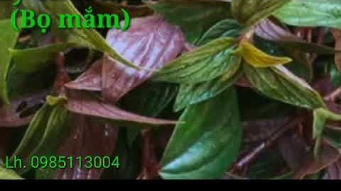 Cây Thuốc Dòi (Bọ Mắm) dành cho người bị bệnh phổi (lh.0985113004)