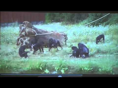 Video: Pesca Dello Iodio: Ciò Che Il Foraggiamento Acquatico Dei Bonobo Ci Racconta Dell'evoluzione Umana