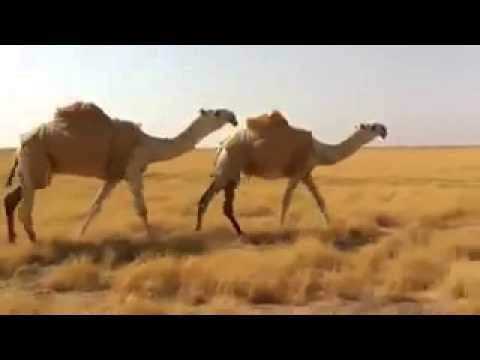 مغيضه المالك رجل الاعمال الشيخ عليان الطهيمي