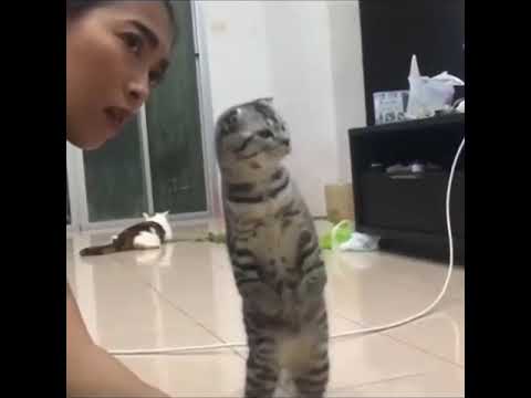 CATS | Funny Videos | Cute Cat 🐈 | laughter