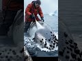 Big whale 🐋