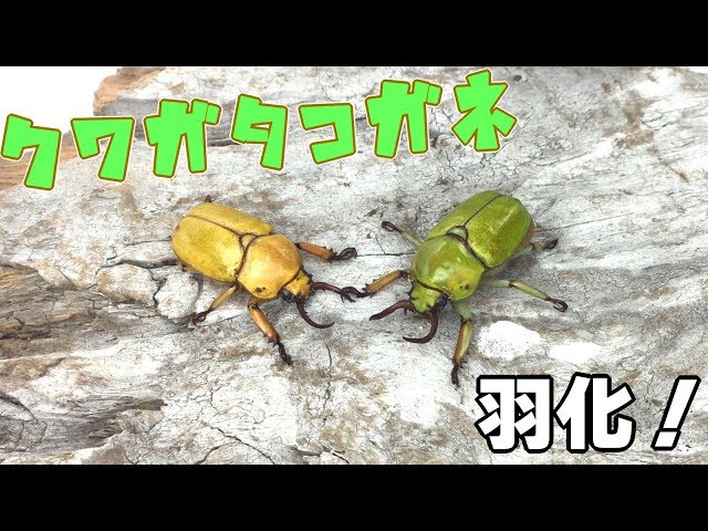 緑＆黄！】クワガタコガネの羽化・掘り出し Kibakoganea dohertyi