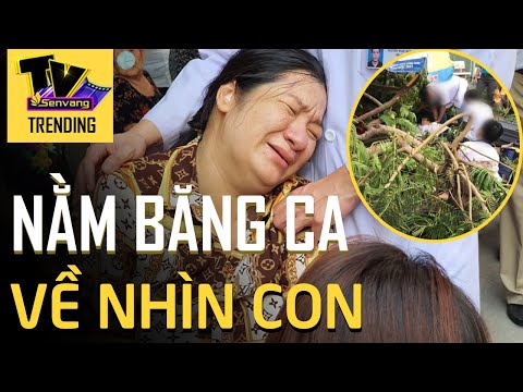 Video Mẹ khóc ngất nằm băng ca về nhìn mặt con ra đi vì cây... - youtube