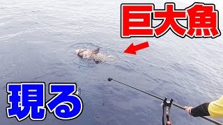 「尺超えアジ泳がせ釣り」に巨大魚が食いついた‼