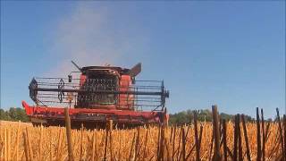 Moisson de blé dure 2016 (Gopro)