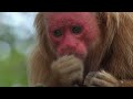 Equator Wildlife: Inside The Deadliest Dry Season On Earth
