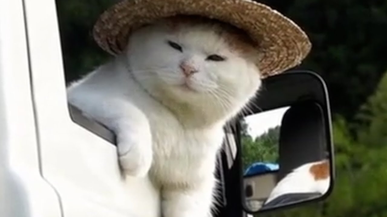 Cat Video Fest brings cat lovers together to celebrate their feline friends