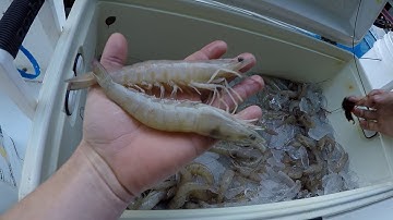 Dip/Cast Netting Key West Pink Shrimp & Blue Crab! Catch, Clean and Cook!