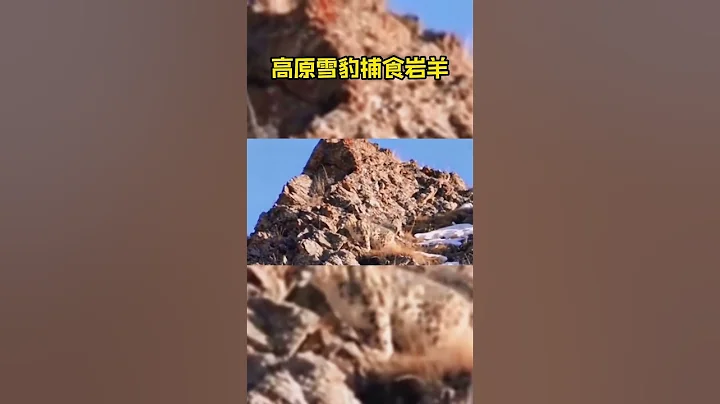 高原雪豹捕食岩羊 太厉害了！ - 天天要闻