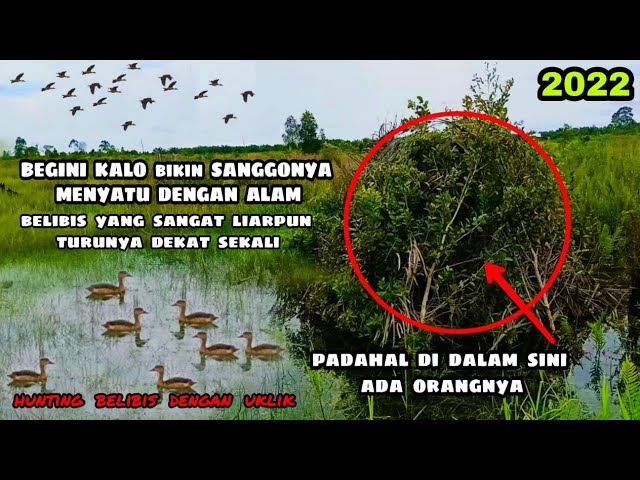 Begini kalo sanggonganya bagus belibis yang liar sekalipun bakal turun dekat sekali #predatorhitam class=