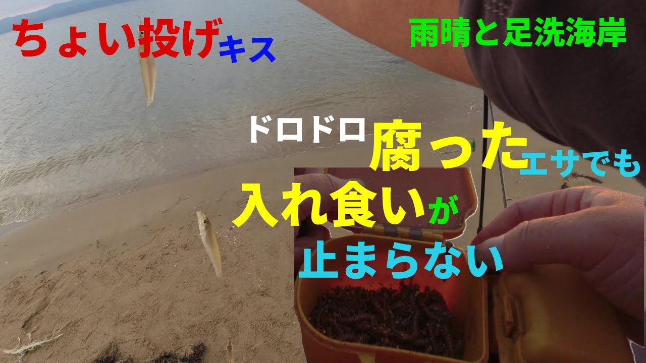 ちょい投げキス絶好調！腐ったエサでも止まらないよ。