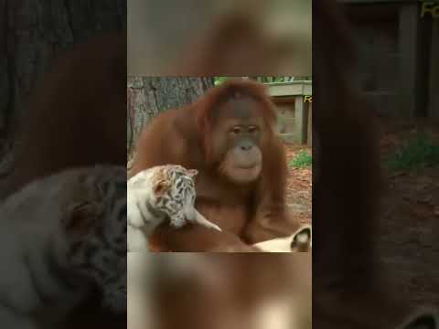 Video những hình ảnh dễ thương về loài vật #sorts #cute - youtube