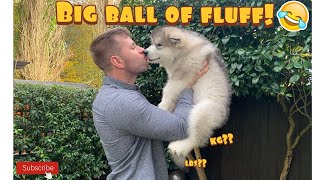 Alaskan Malamute Puppy Grows How Fast??!! Weighing Our 10 Week Old Puppy
