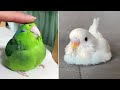 Baby Animals 🔴 Funny Parrots and Cute Birds Compilation (2022) Loros Adorables Recopilación #20