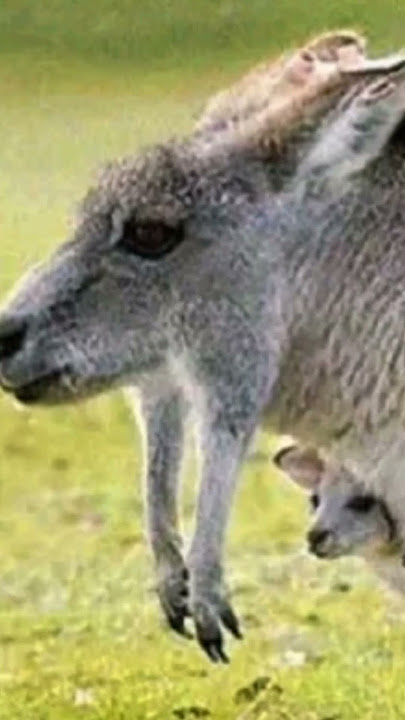 If animals had no neck #animals #shorts
