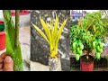 Mango Grafting With Aloevera Gel |Mango Bud Grafting...