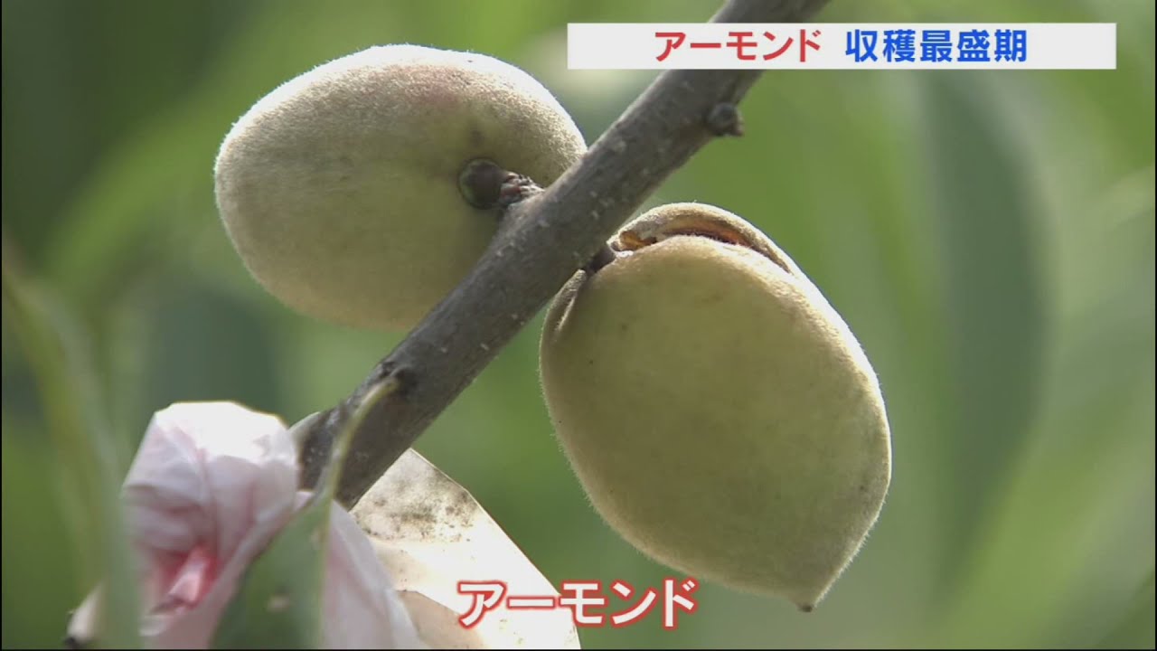 国内では極めて珍しいアーモンド 収穫の最盛期 山梨 ｕｔｙテレビ山梨