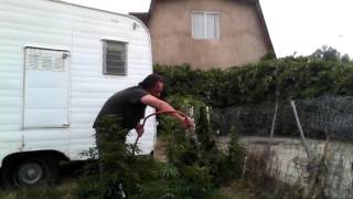 pressure spray marijuana outdoor update!!!
