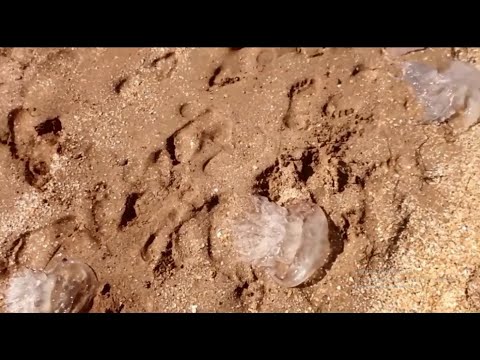 Обзор пляжей/Нашествие медуз/Змеи в море/Российские курорты 2021г