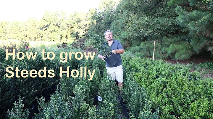 Steeds Holly grows like a Christmas Tree and makes...