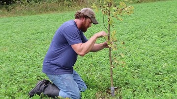 Licking Stick Setup and Results