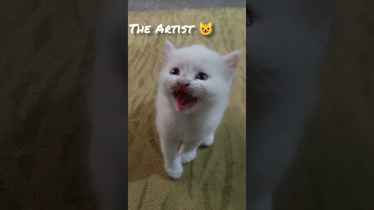 My Naughty Kitten’s Masterpiece! 