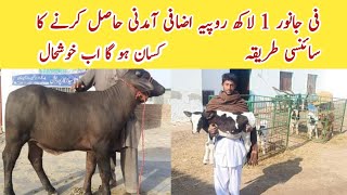 How to Earn 1 Lack Extra Income Per Animal ll Cow or Buffalo ll Dairy Farming ll Livestock