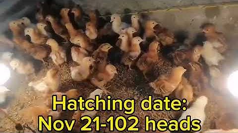 Nov 2023 Chick Production