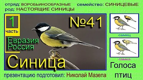 Синица. Россия Евразия. Голоса птиц