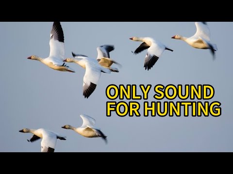 SNOW GOOSE SOUNDS MALE AND FEMALE BEST QUALITY SOUNDs