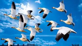 SNOW GOOSE SOUNDS NEW || male and female call for hunting mp3