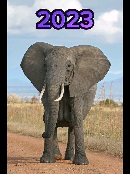 Elephant🐘 2023 vs 5000 bce| Mammoth in ice age #short #elephant #mamoth