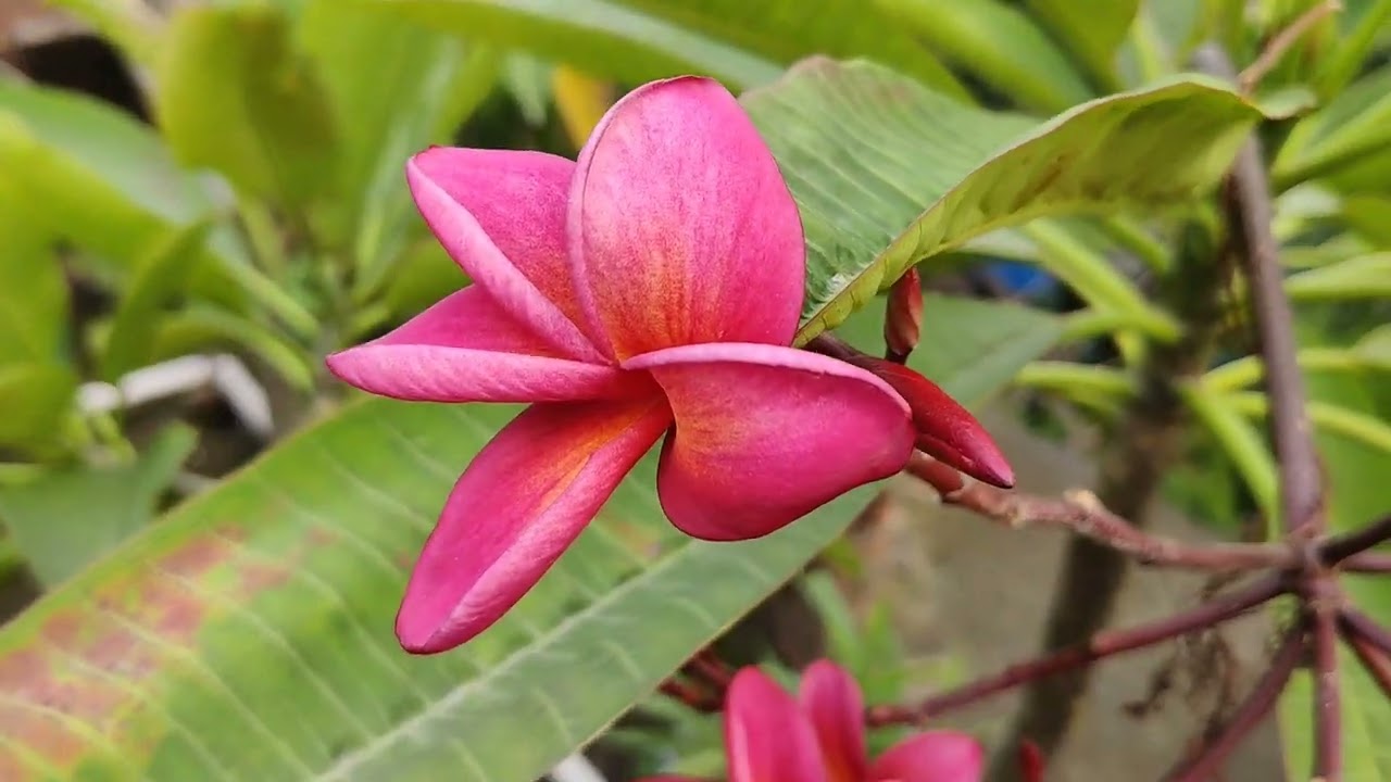 Chhad Bagan || Tunka's Platform