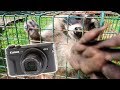 HE GRABBED MY CAMERA! (Raccoon Trapping)