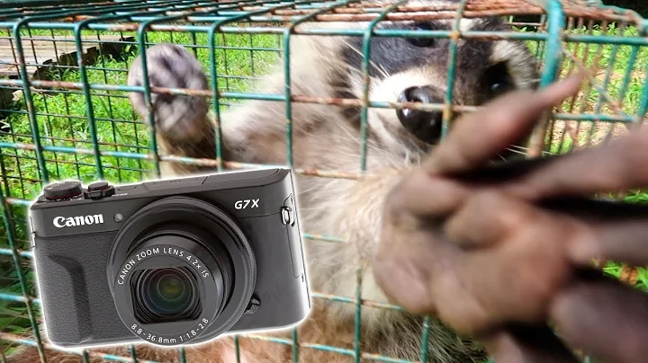 HE GRABBED MY CAMERA! (Raccoon Trapping)