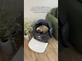 automatic cat litter box #catlink #catproducts #cat #catlitterbox #cathealth #ailitterbox