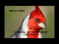 Descargar CD De Cardenal Copete Rojo Cantando Media Hora