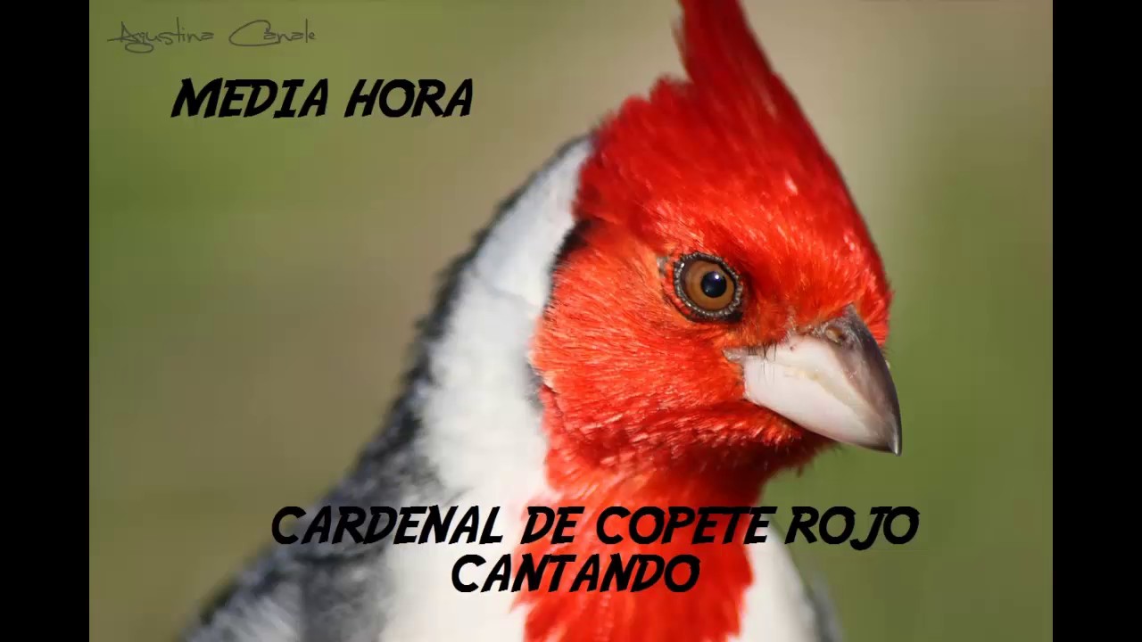 Descargar CD De Cardenal Copete Rojo Cantando Media Hora