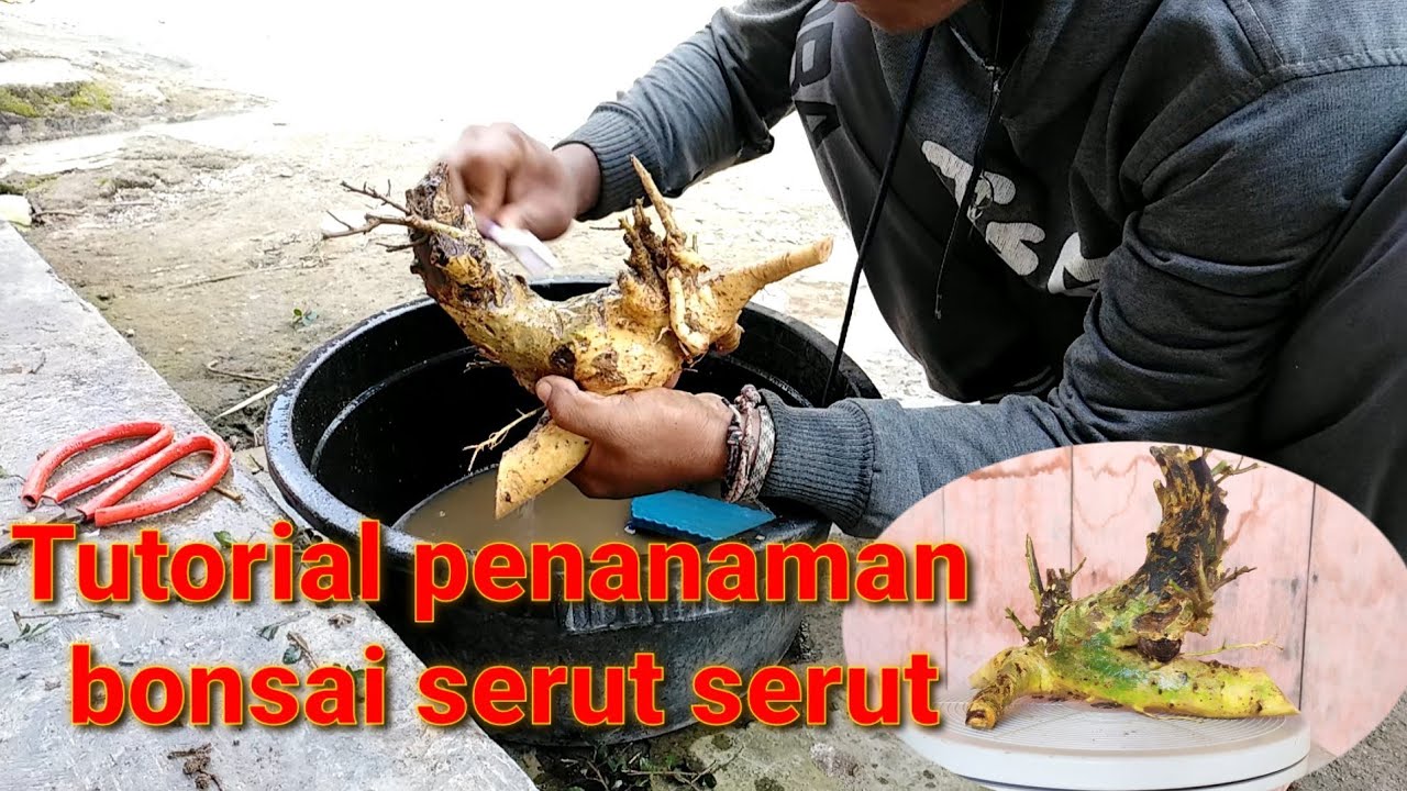 Cara menanam bahan bonsai serut 