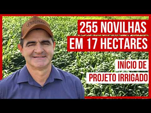255 NOVILHAS em 17 HECTARES - Início de Projeto ROTACIONADO ADUBADO e IRRIGADO pra BOVINOS DE CORTE