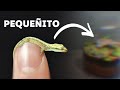 Terrario para Lagartijas Pequeñas (Vivario)