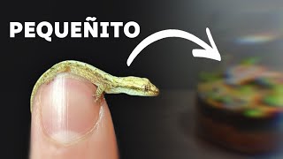 Terrario para Lagartijas Pequeñas (Vivario)