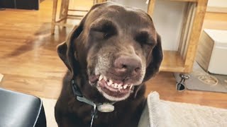 GUILTY DOG Knows EXACTLY What She Did 😂🐶 Funniest DOG Reaction