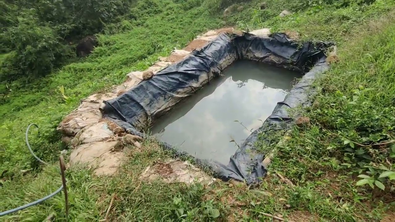 Wadi Project Under Dimoria Block Assam.TDF Under Nabard and PIA Yusuf Meherally Centre (YMC).