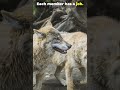 Animals That Outsmart Everyone! 🐒🦅🦑