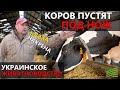 Скоро в Украине не останется коров — животновод в бешенстве | Latifundist