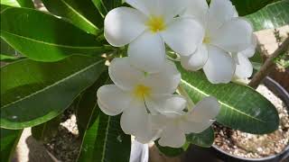 Desert Blooms: Tips for Growing Singapore Plumeria in Arizona