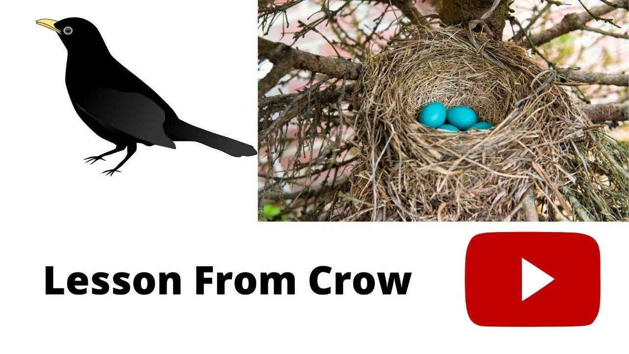 Learning Crow Life Learning Lesson from Crow - YouTube
