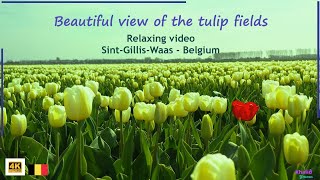 Spring Flowers In Sint-Gillis-Waas-Belgium. Relaxing video in (4K). screenshot 3